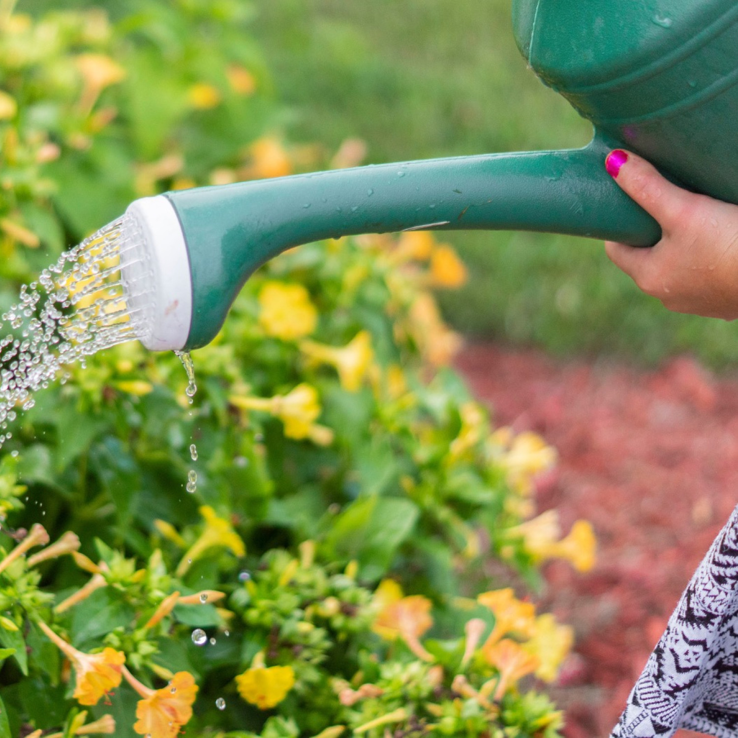 A green watering can is used to water flowers in a garden.