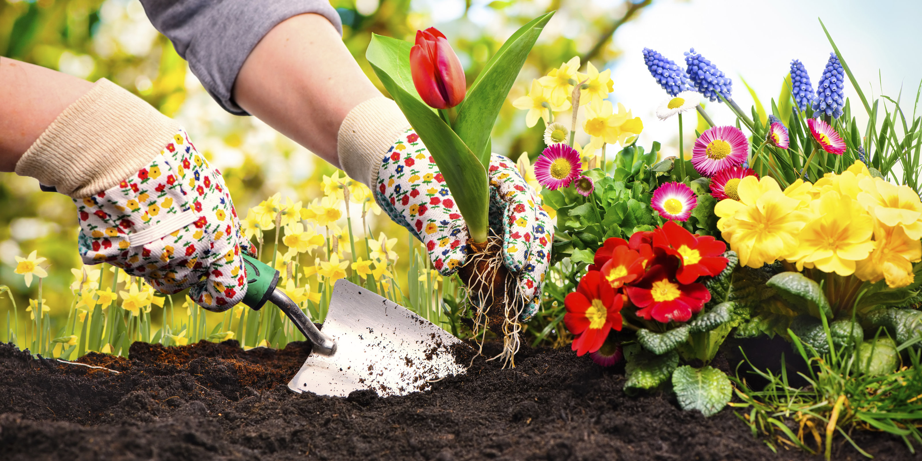A person is digging a hole in soil and planting tulips.